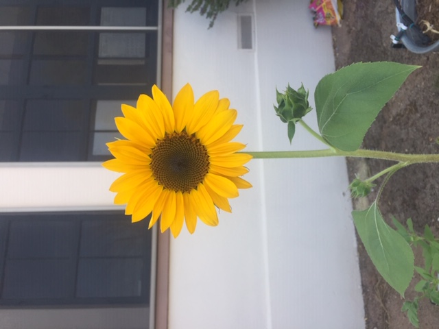 Photo Of Yellow Sunflower